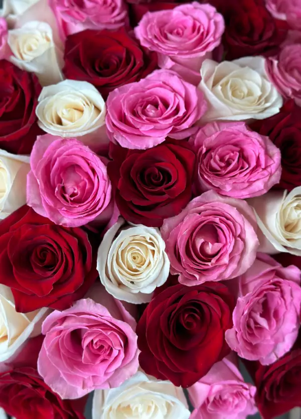 A close-up of red, white, and pink roses.