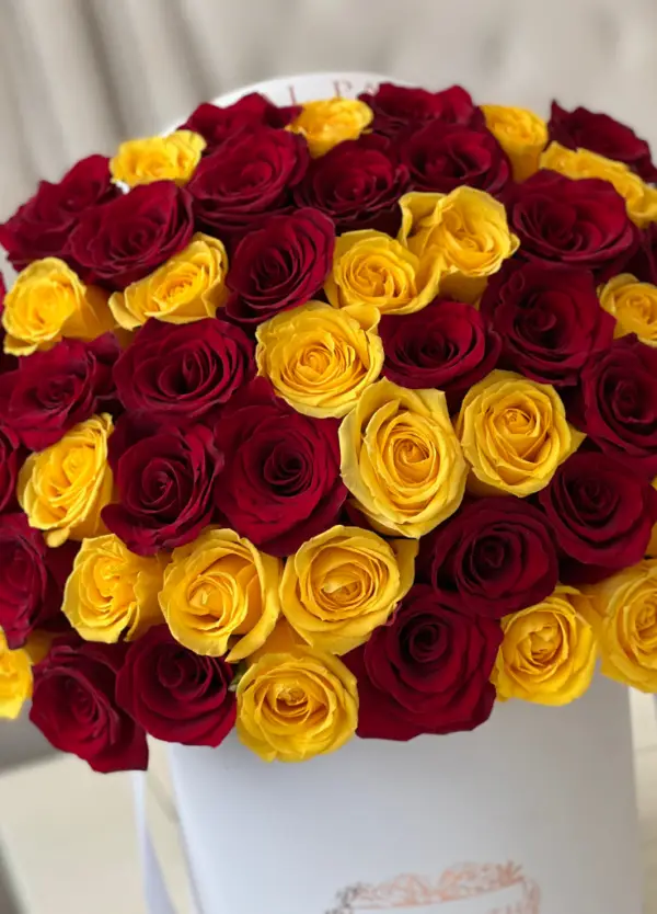Red and yellow rose close-up