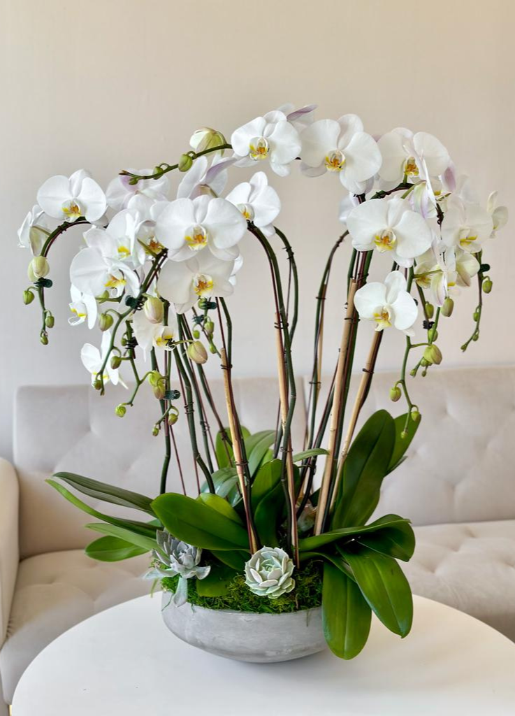 Phalaenopsis, also known as moth orchids in a concrete bowl with preserved moss and succulents.