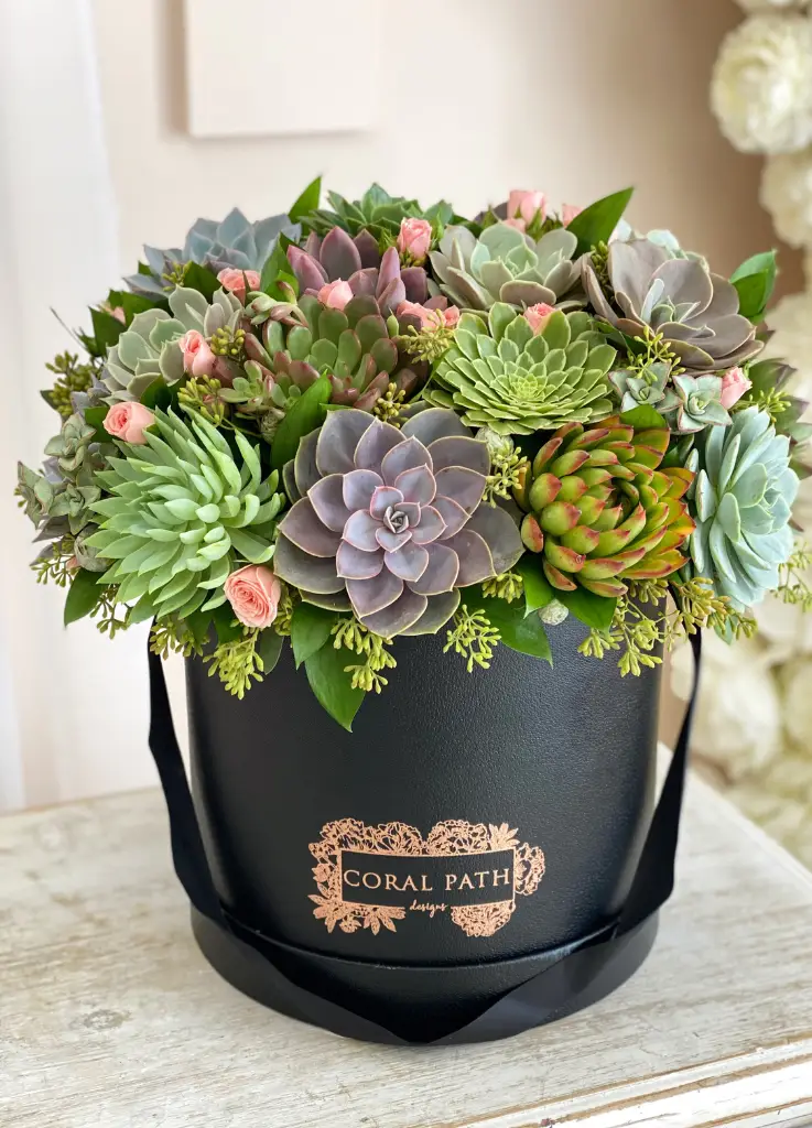 Succulents arranged in a hat box.